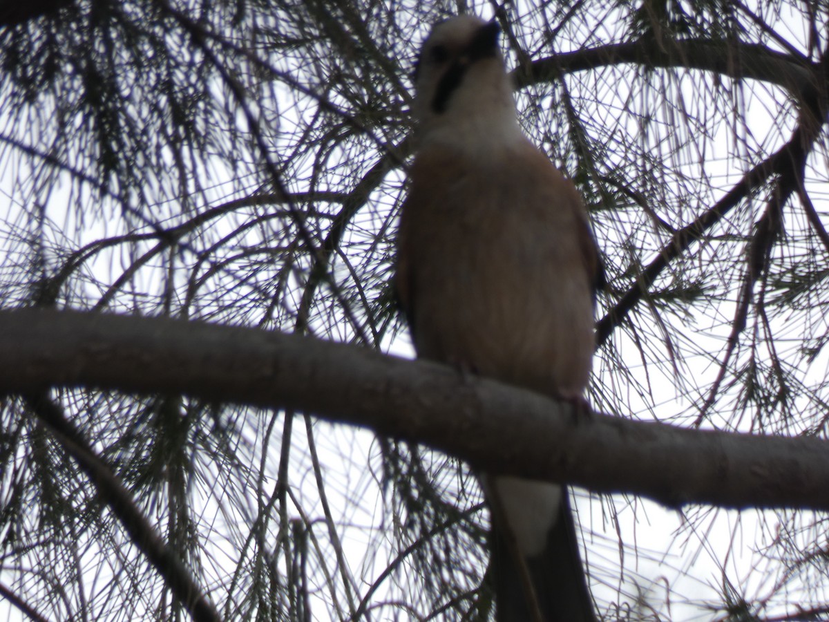 Eurasian Jay (Black-capped) - ML203760861