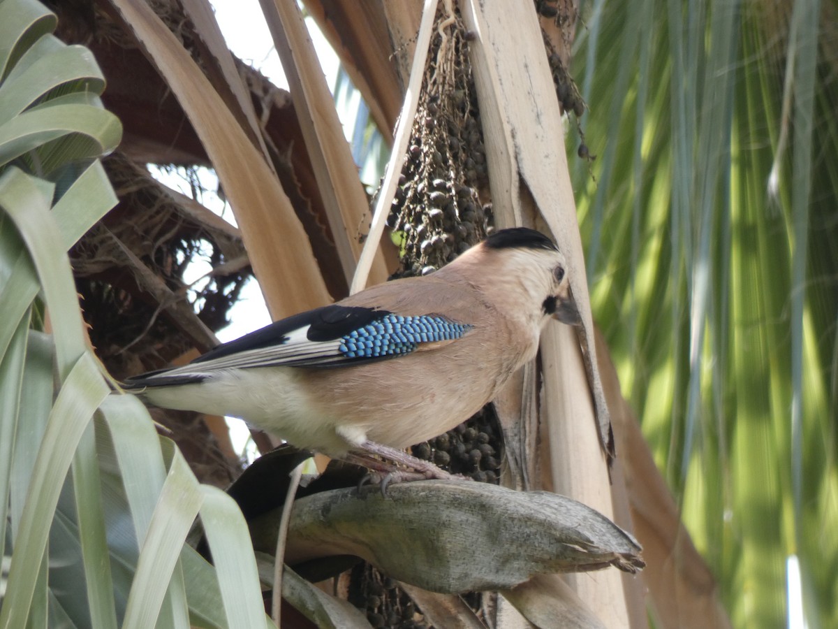 Eurasian Jay (Black-capped) - ML203760891
