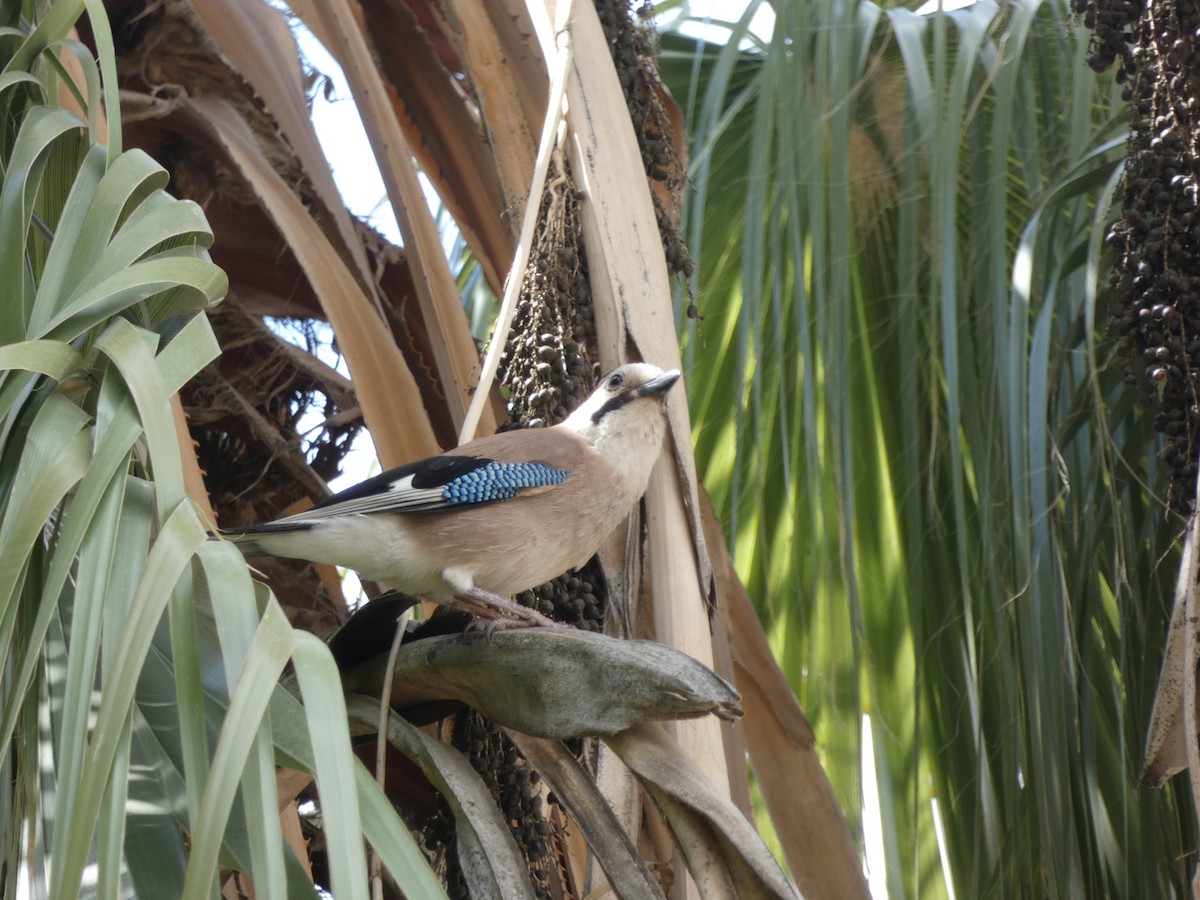Eurasian Jay (Black-capped) - ML203760901