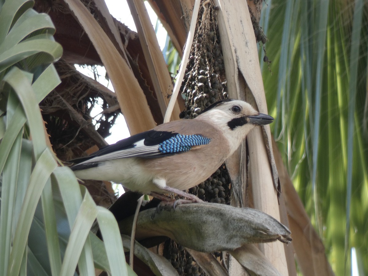 Eurasian Jay (Black-capped) - ML203760911