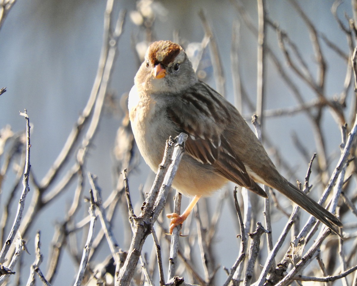 White-crowned Sparrow - ML203762461
