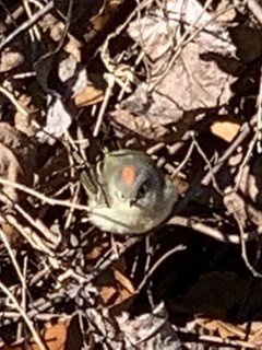 Ruby-crowned Kinglet - ML203763051