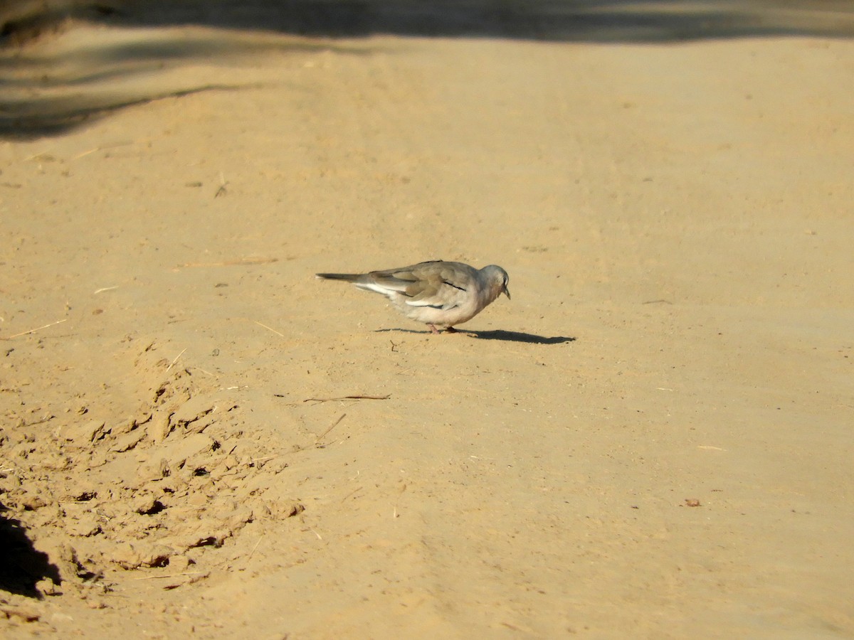 Picui Ground Dove - Gonzalo Diaz