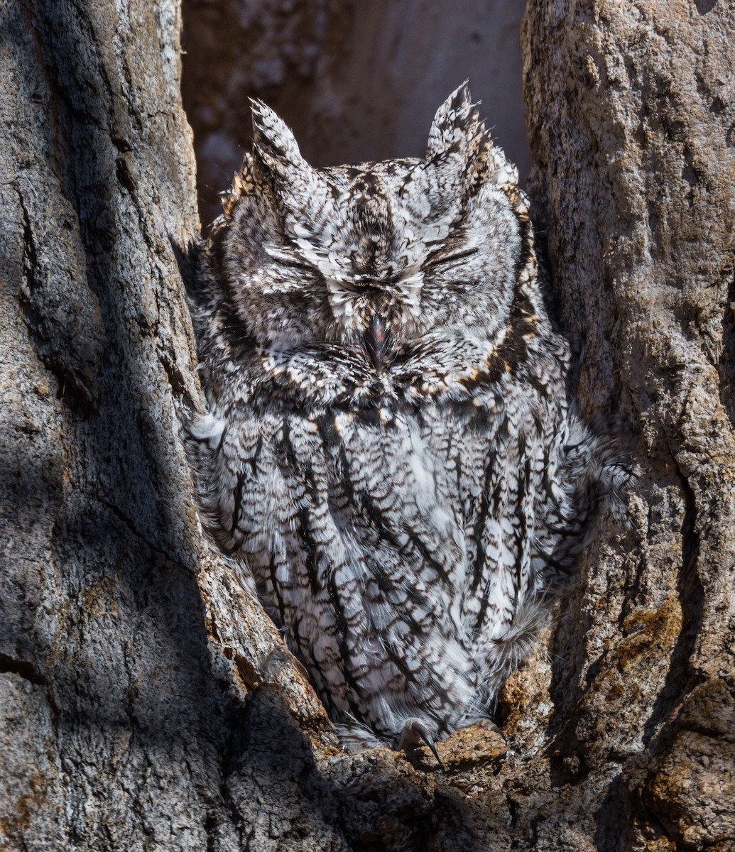 Western Screech-Owl - Jim Merritt