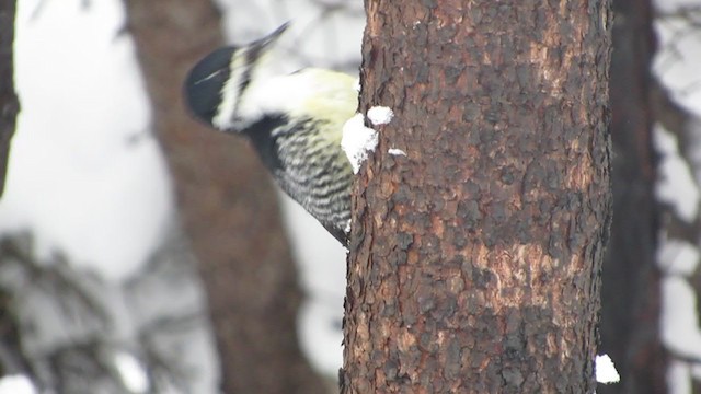 Black-backed Woodpecker - ML203766181