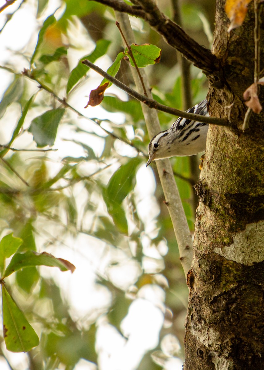 Black-and-white Warbler - ML203767041