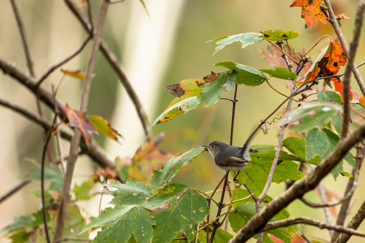 Blue-gray Gnatcatcher - ML203767461