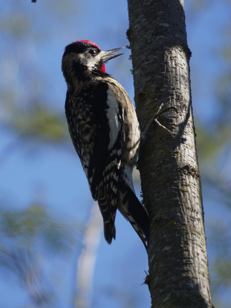 Yellow-bellied Sapsucker - Dina Perry