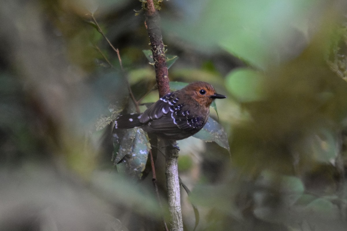 Common Scale-backed Antbird - ML203767581