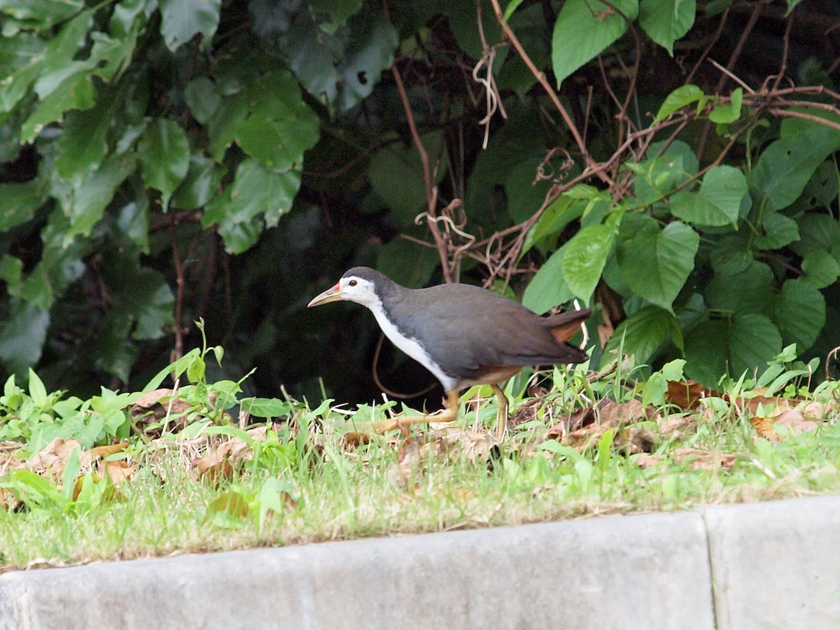 White-breasted Waterhen - Atsushi Shimazaki