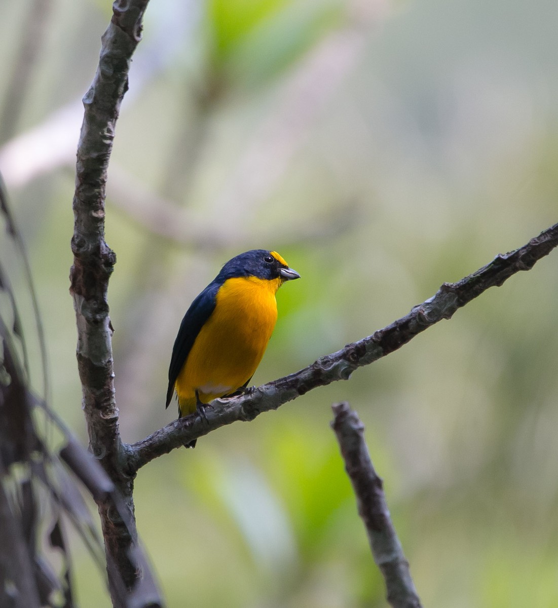 Yellow-throated Euphonia - ML203768151