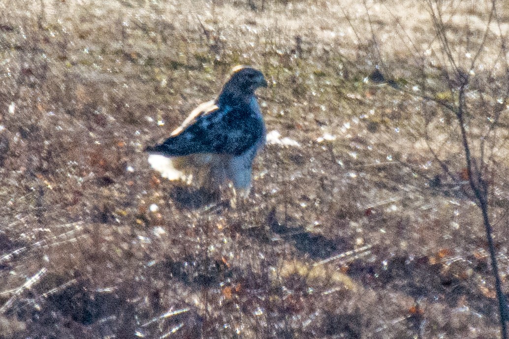 hawk sp. - ML203768381