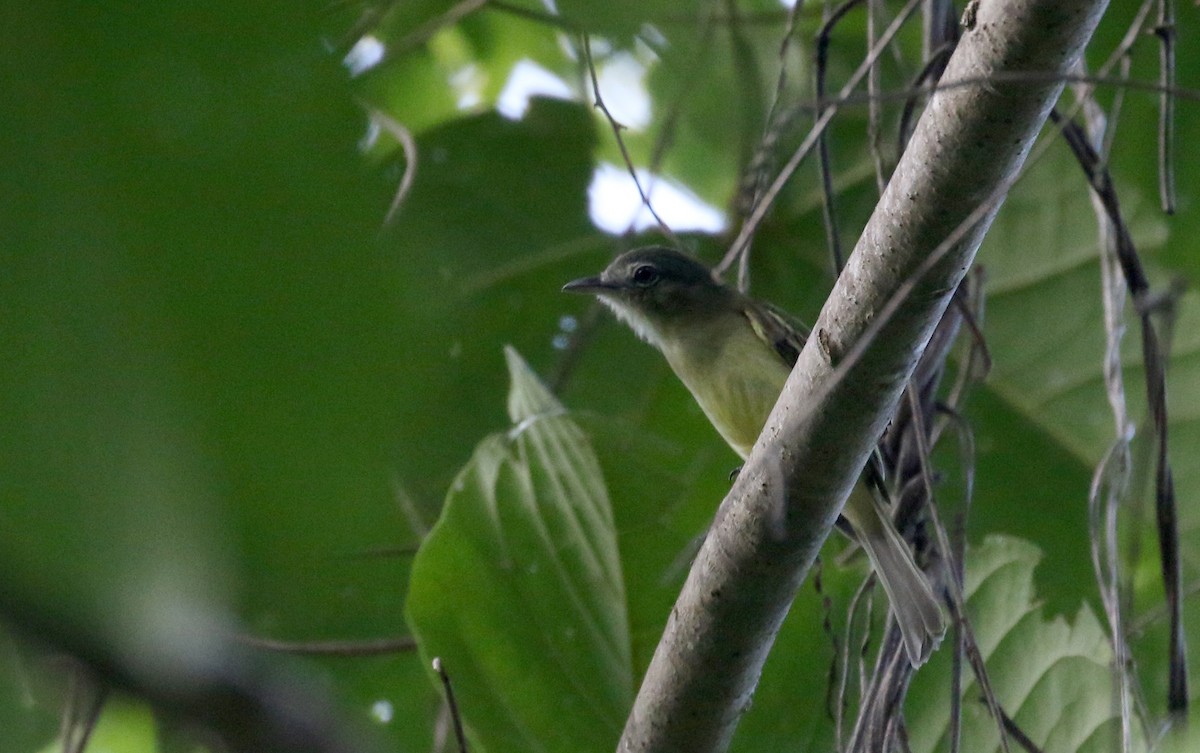 Yellow-olive Flatbill (Yellow-olive) - ML203768741