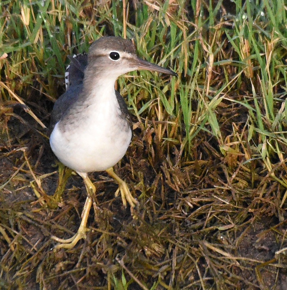 Spotted Sandpiper - ML203769321