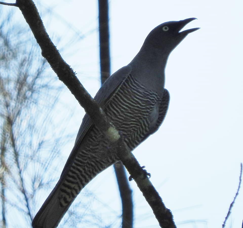Barred Cuckooshrike - ML203769811