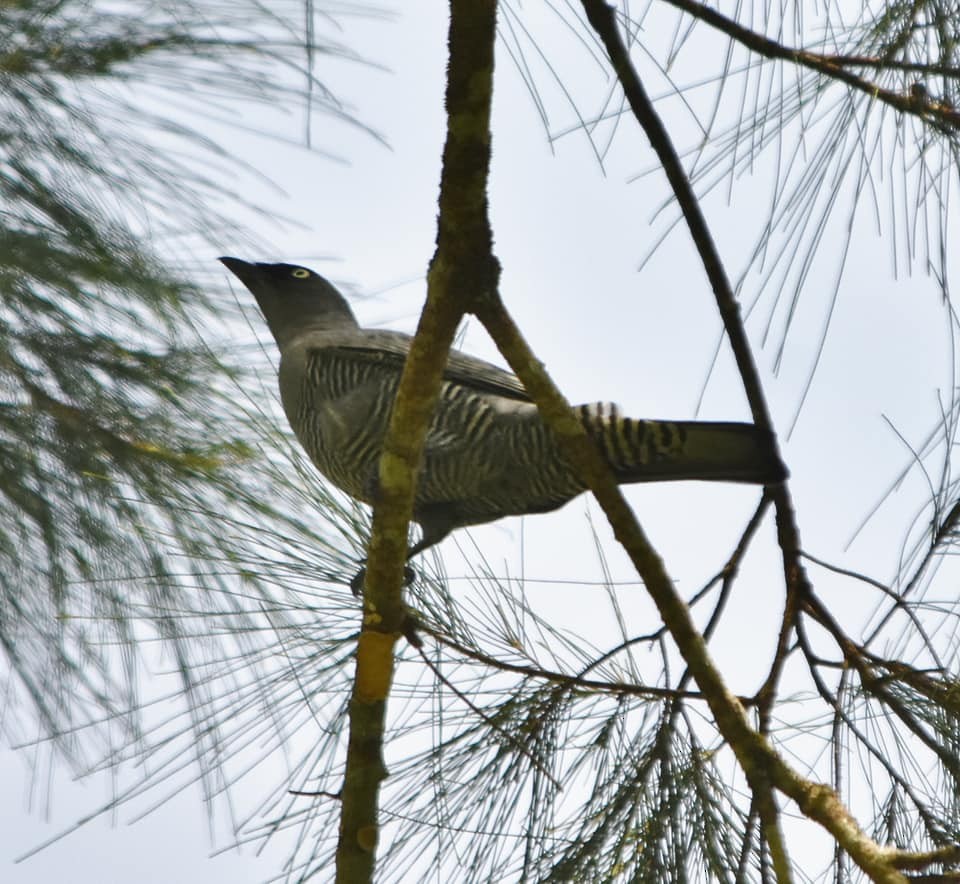 Barred Cuckooshrike - ML203769821