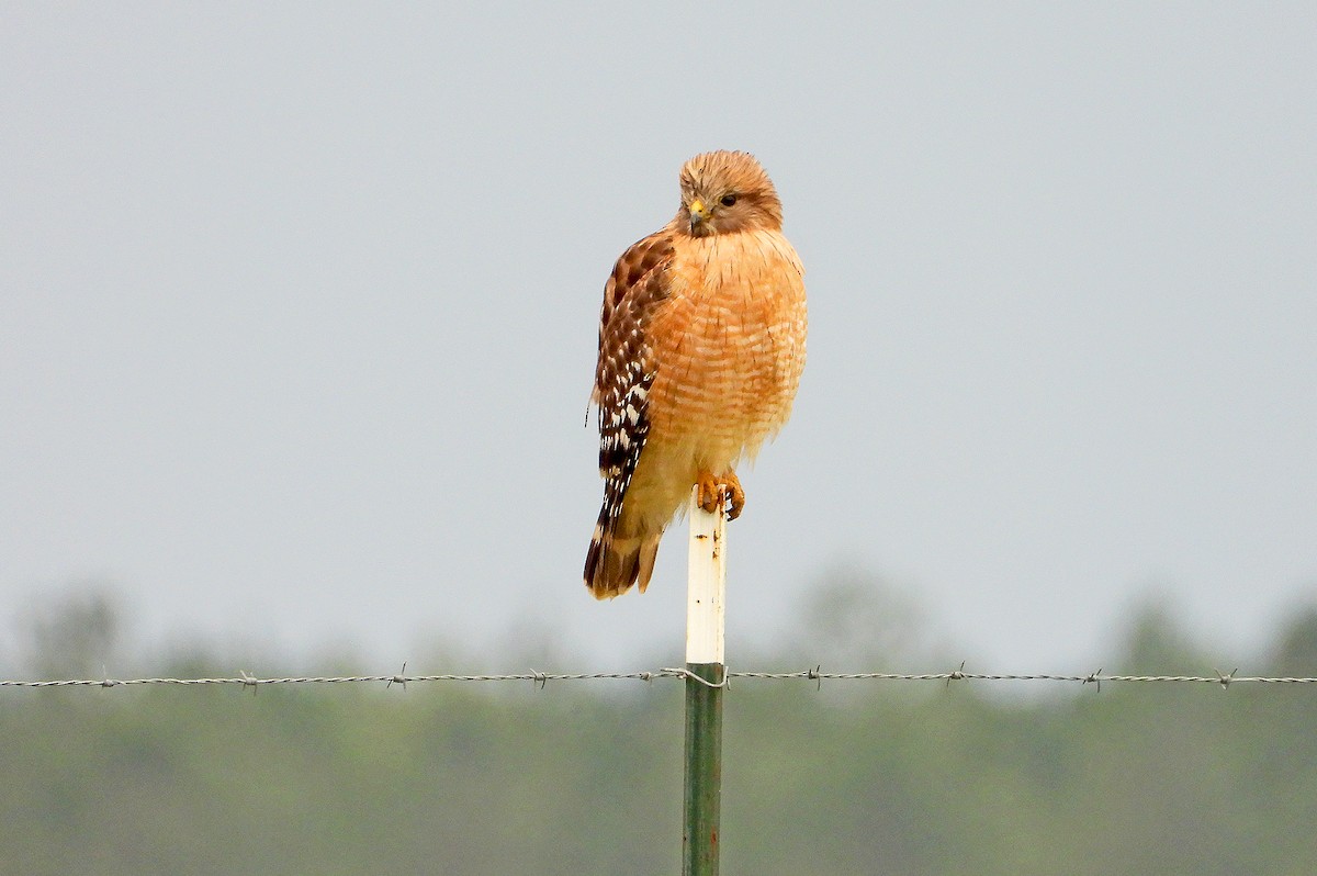 Red-shouldered Hawk - James R. Hill, III