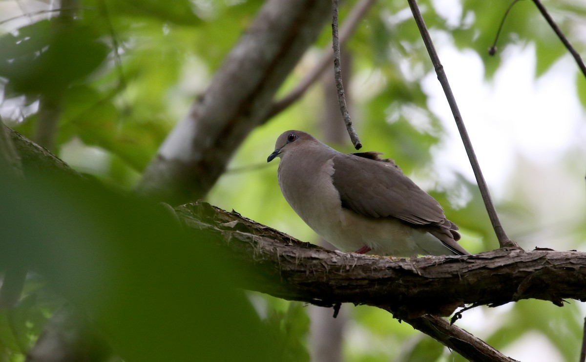 White-tipped Dove (White-tipped) - Jay McGowan