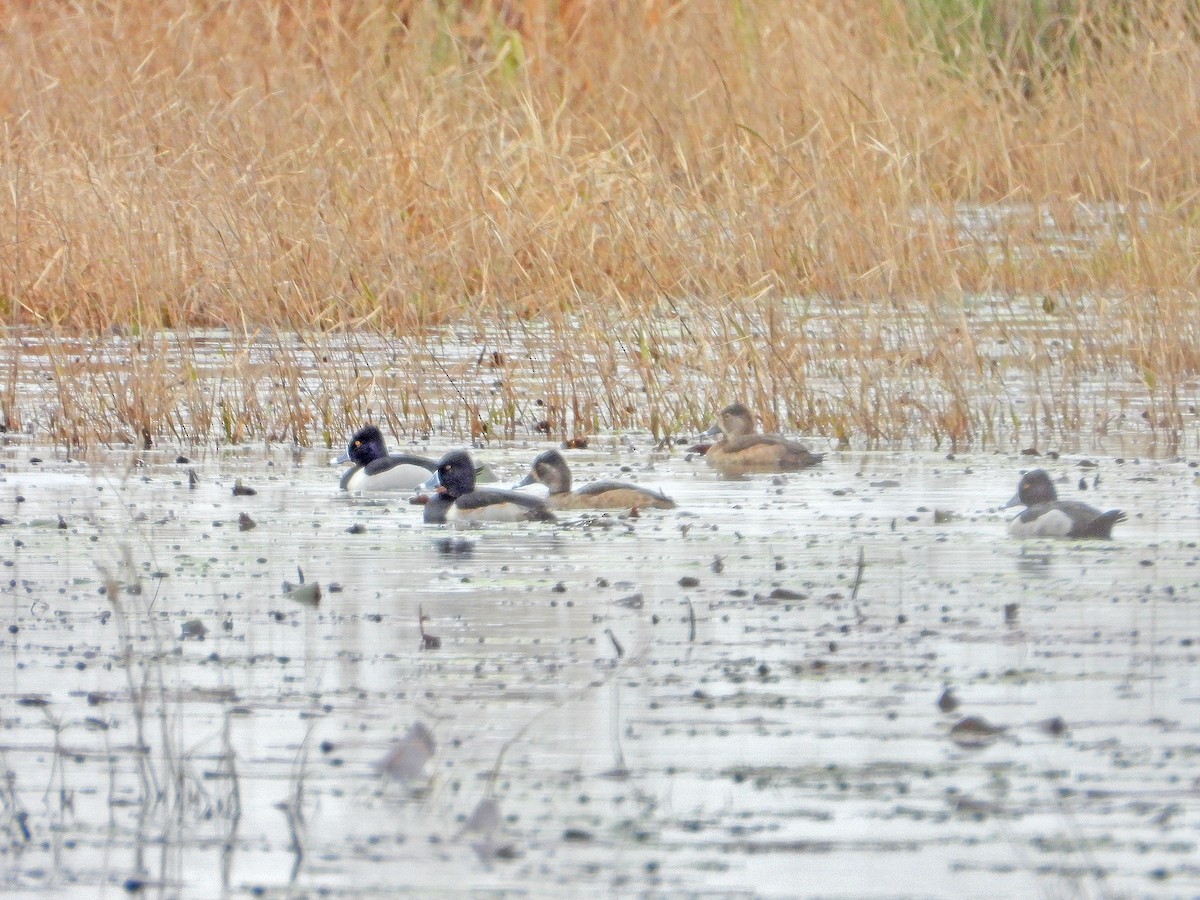 Ring-necked Duck - ML203771091