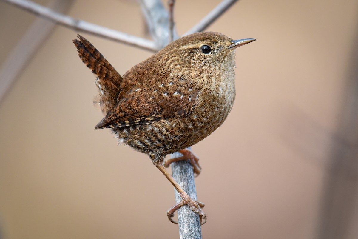 Winter Wren - Scott Martin