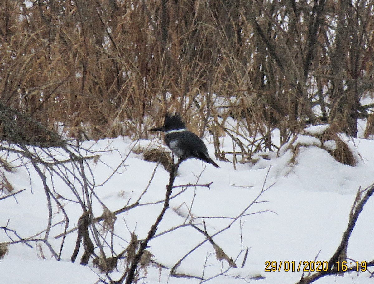 Belted Kingfisher - ML203773011