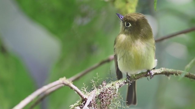 Yellowish Flycatcher - ML203773021