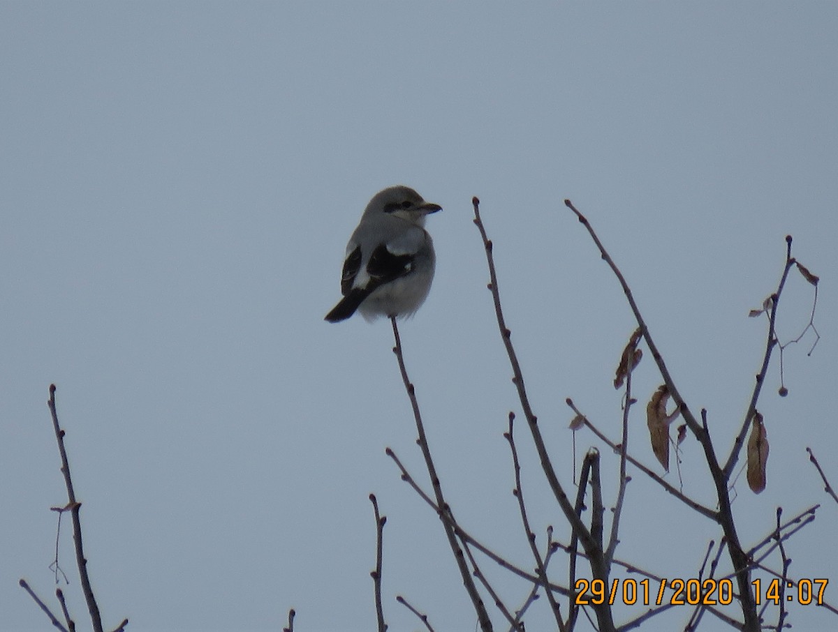 Northern Shrike - ML203773291