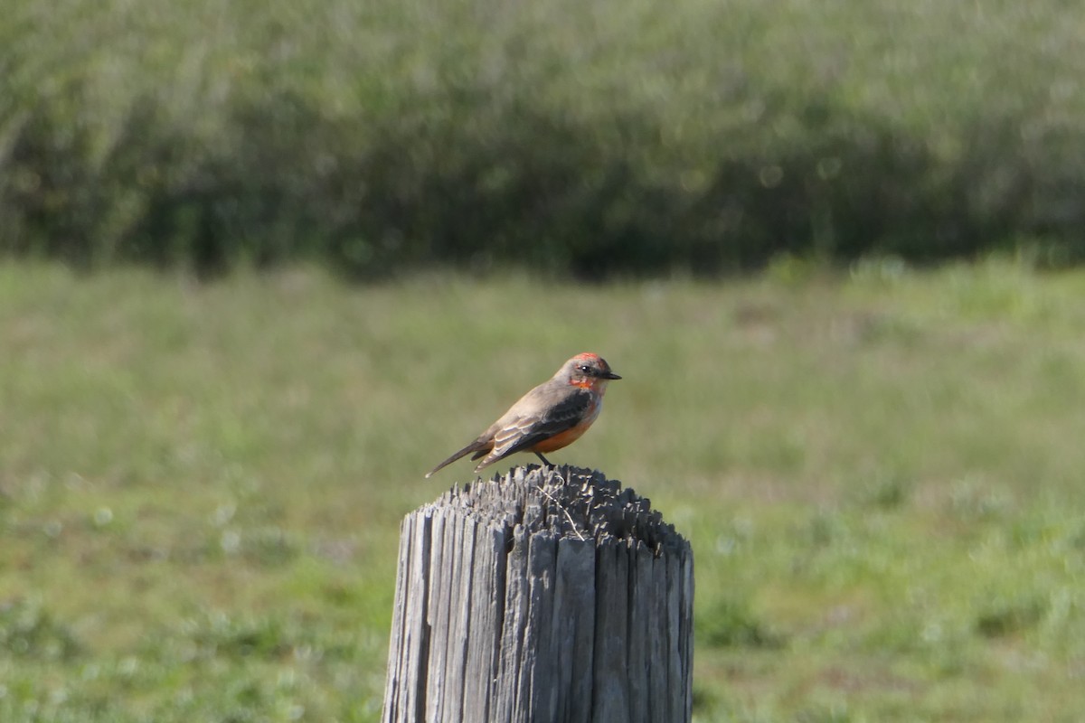 Vermilion Flycatcher - Caroline Scott