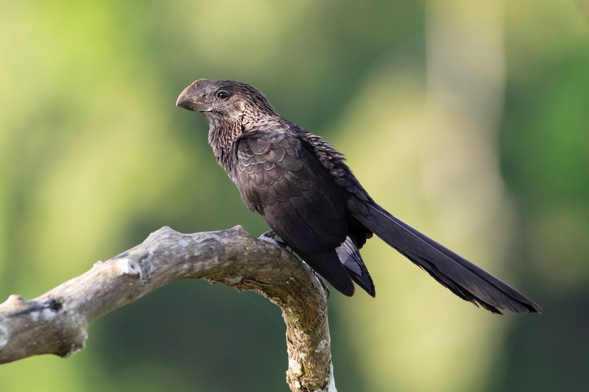 Smooth-billed Ani - ML203774591