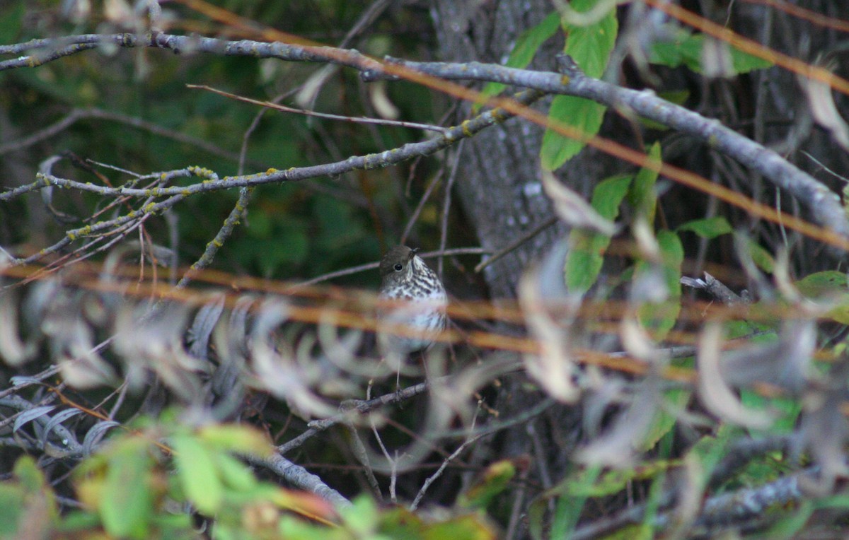 Hermit Thrush - ML20377481