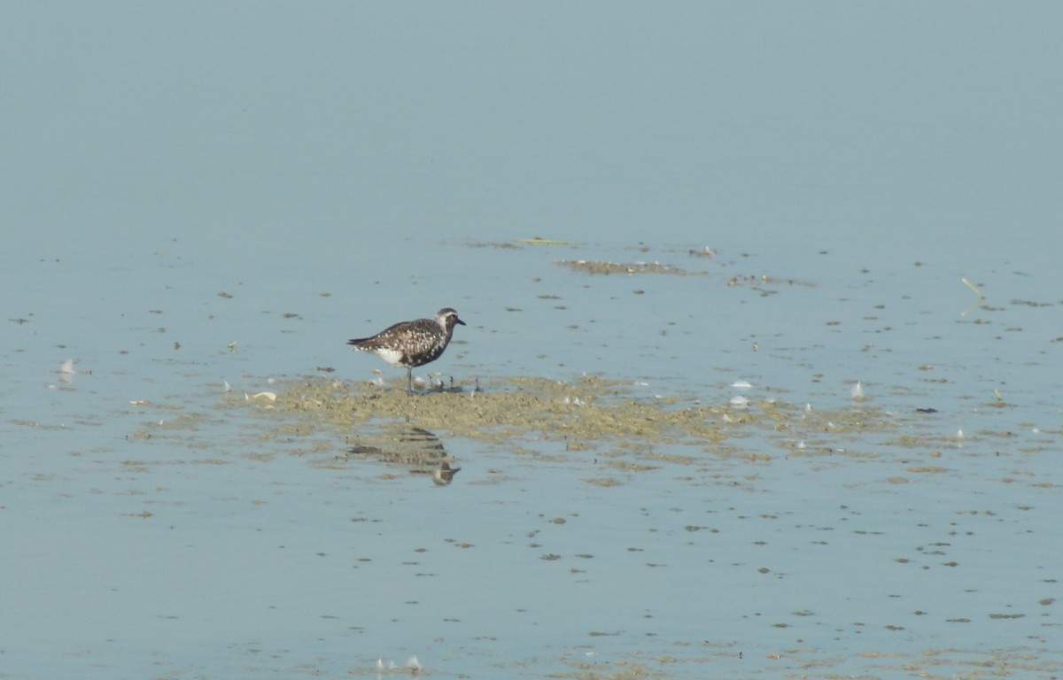 Black-bellied Plover - ellen horak