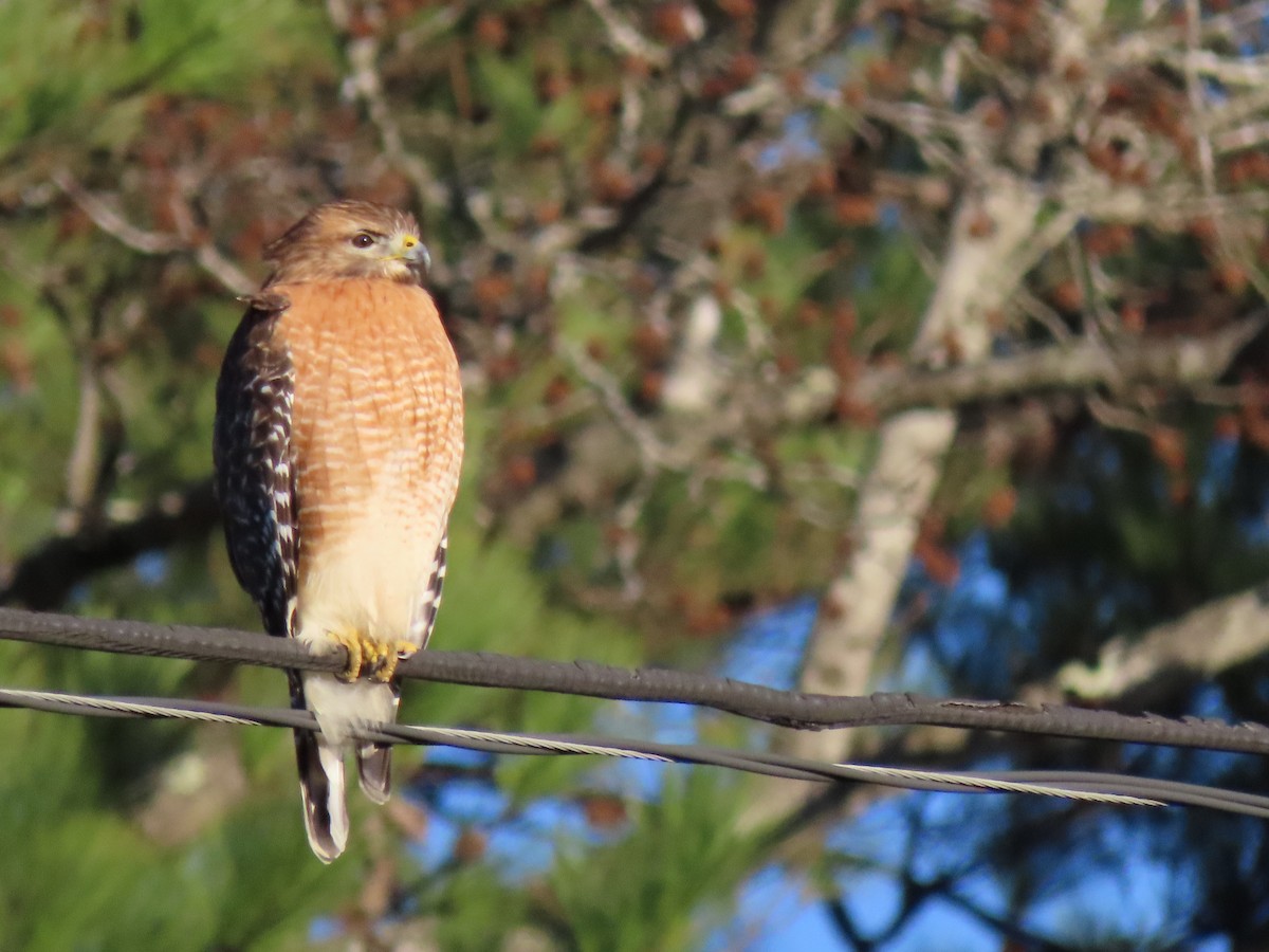 Red-shouldered Hawk - ML203776381