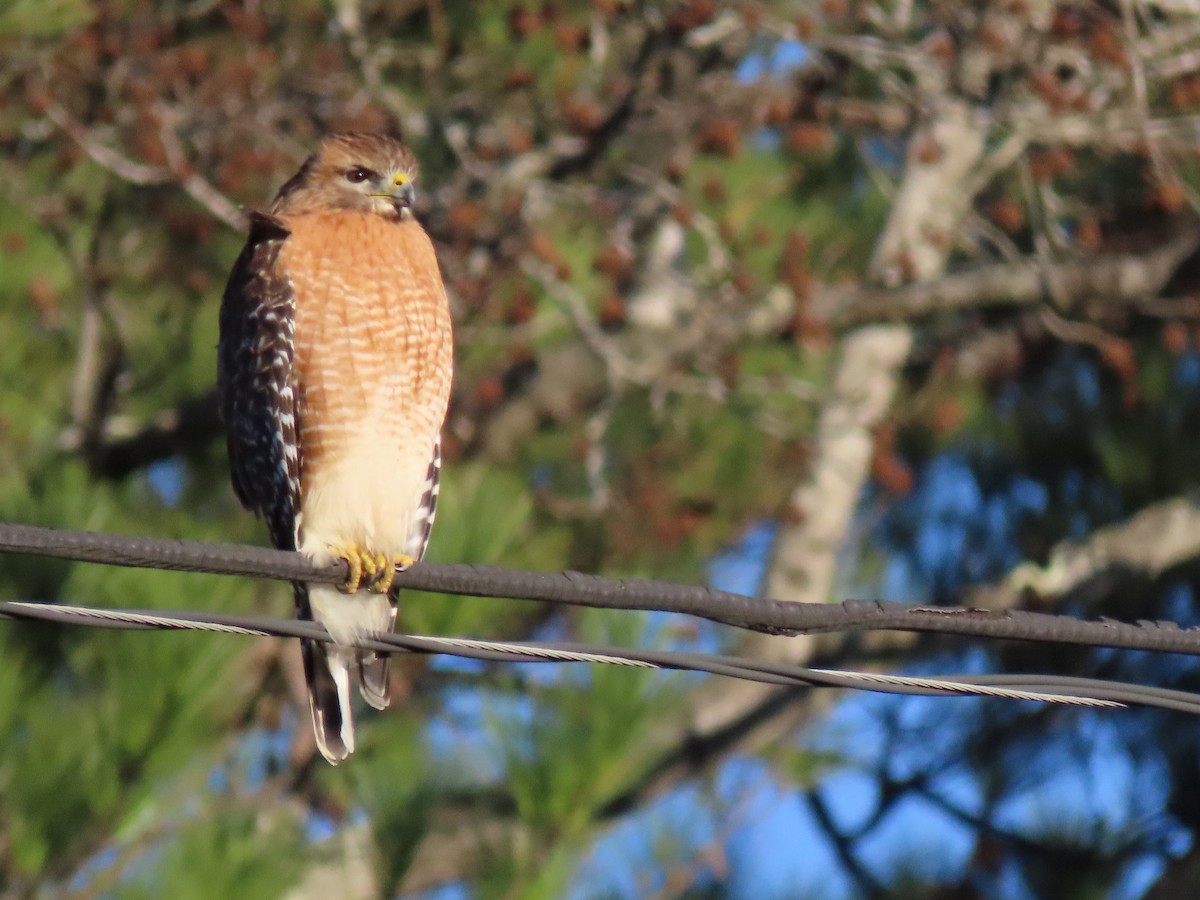 Red-shouldered Hawk - ML203776421