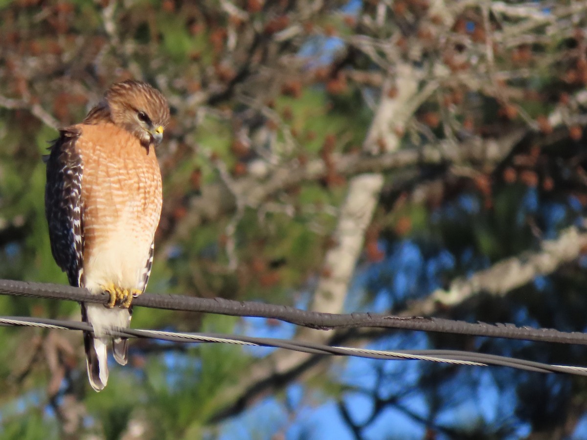 Red-shouldered Hawk - ML203776441