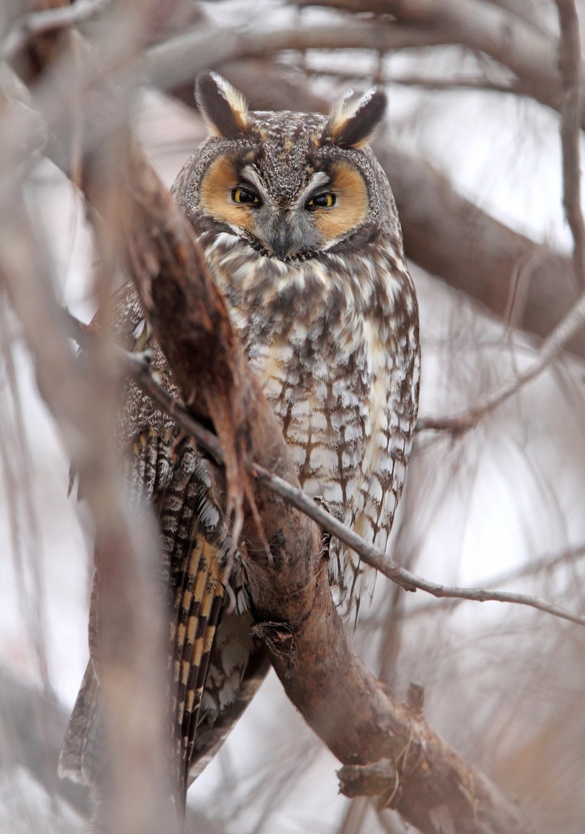 Long-eared Owl - Laure Wilson Neish