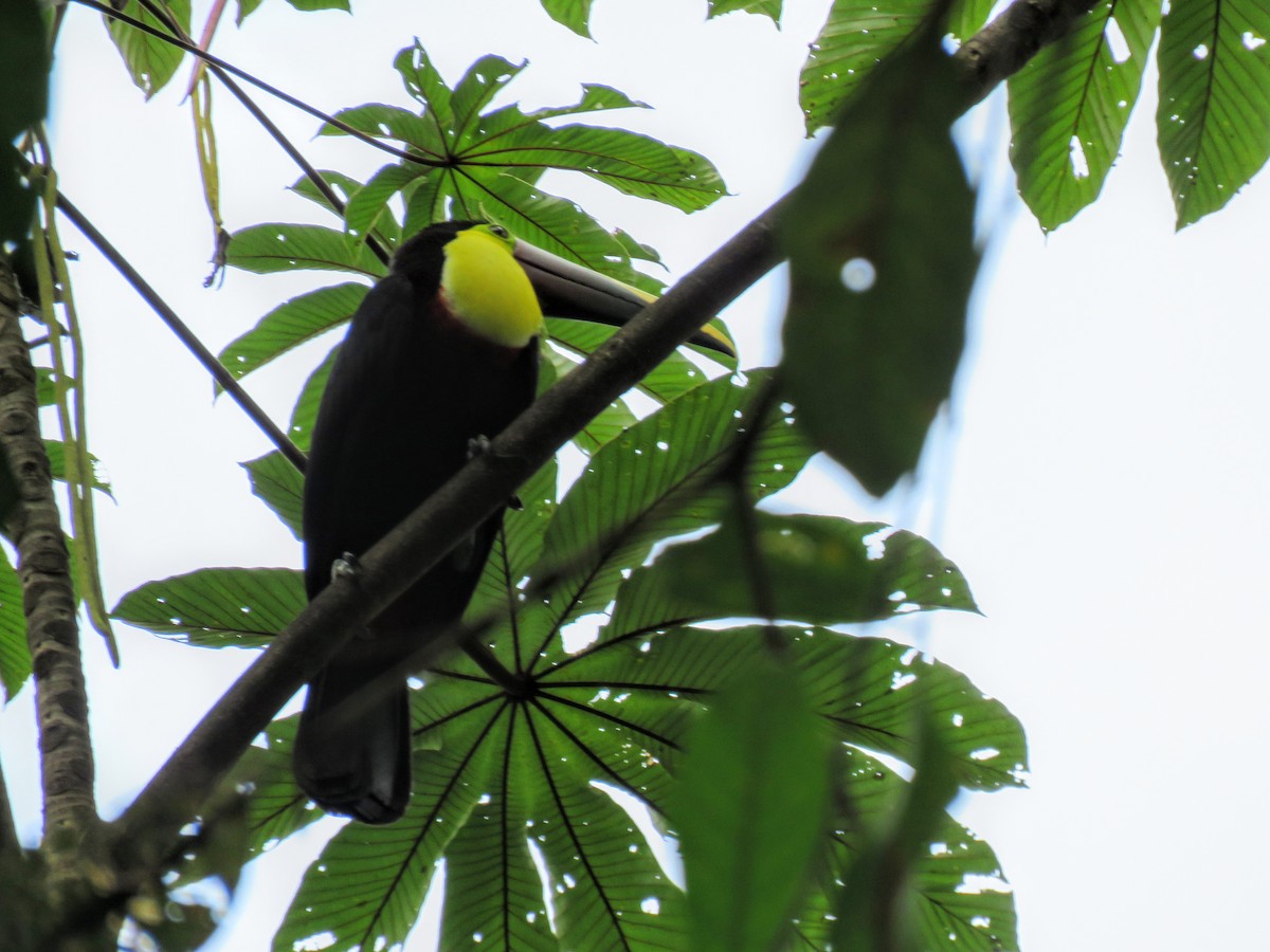 Yellow-throated Toucan - Elizabeth Skakoon