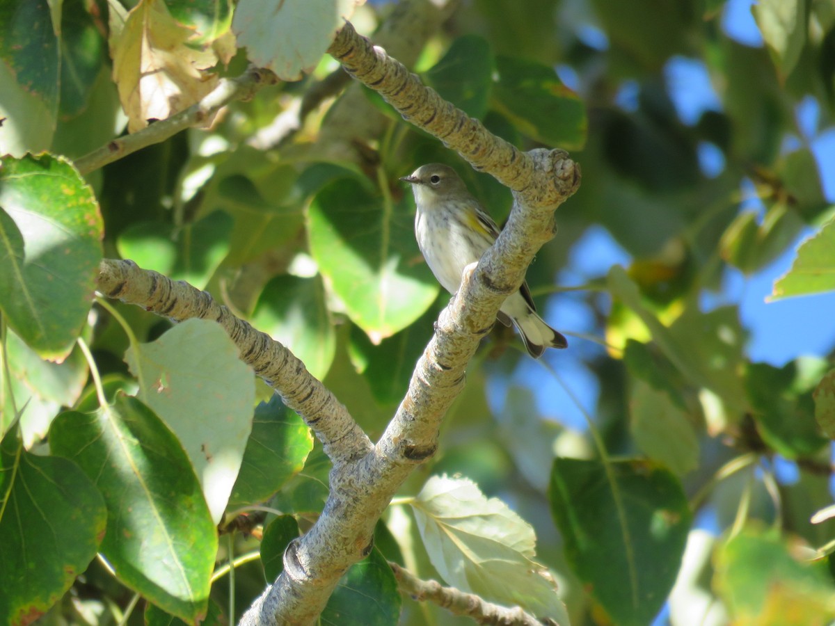 Yellow-rumped Warbler (Myrtle) - Russ Namitz