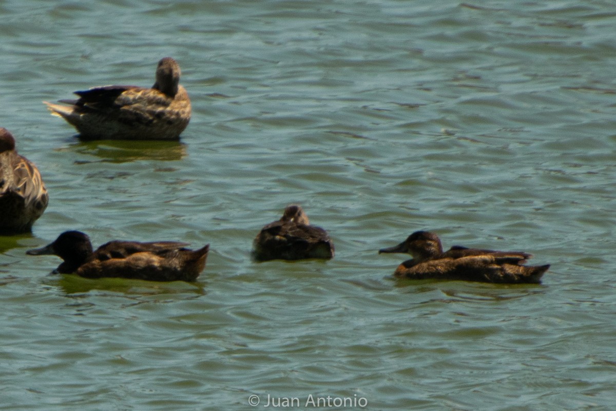 Black-headed Duck - ML203777641