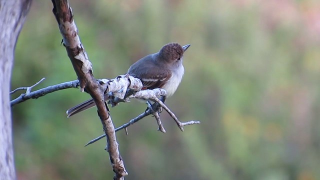 Nutting's Flycatcher - ML203778381