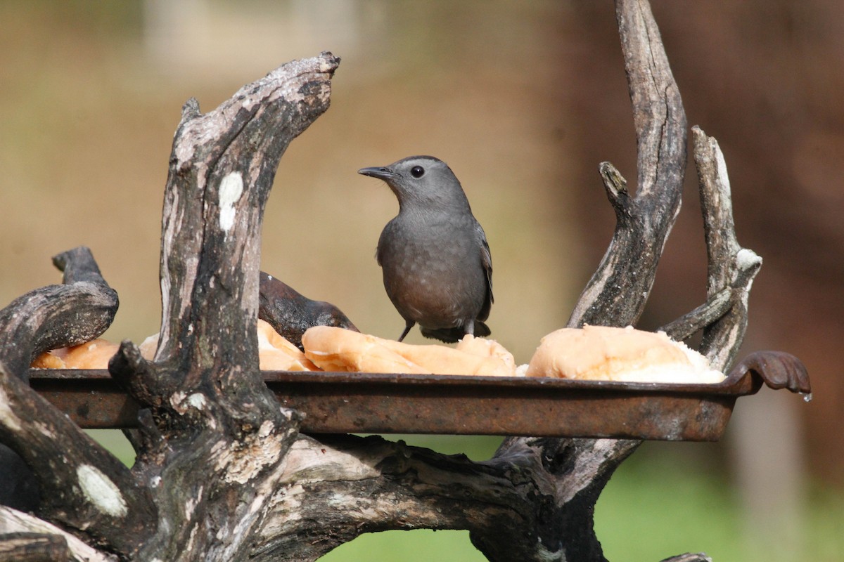 Gray Catbird - ML203779451