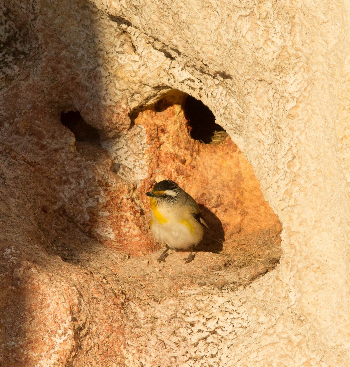 Striated Pardalote - Richard and Margaret Alcorn