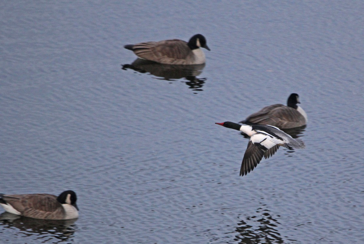 Common Merganser - Matthew Schenck