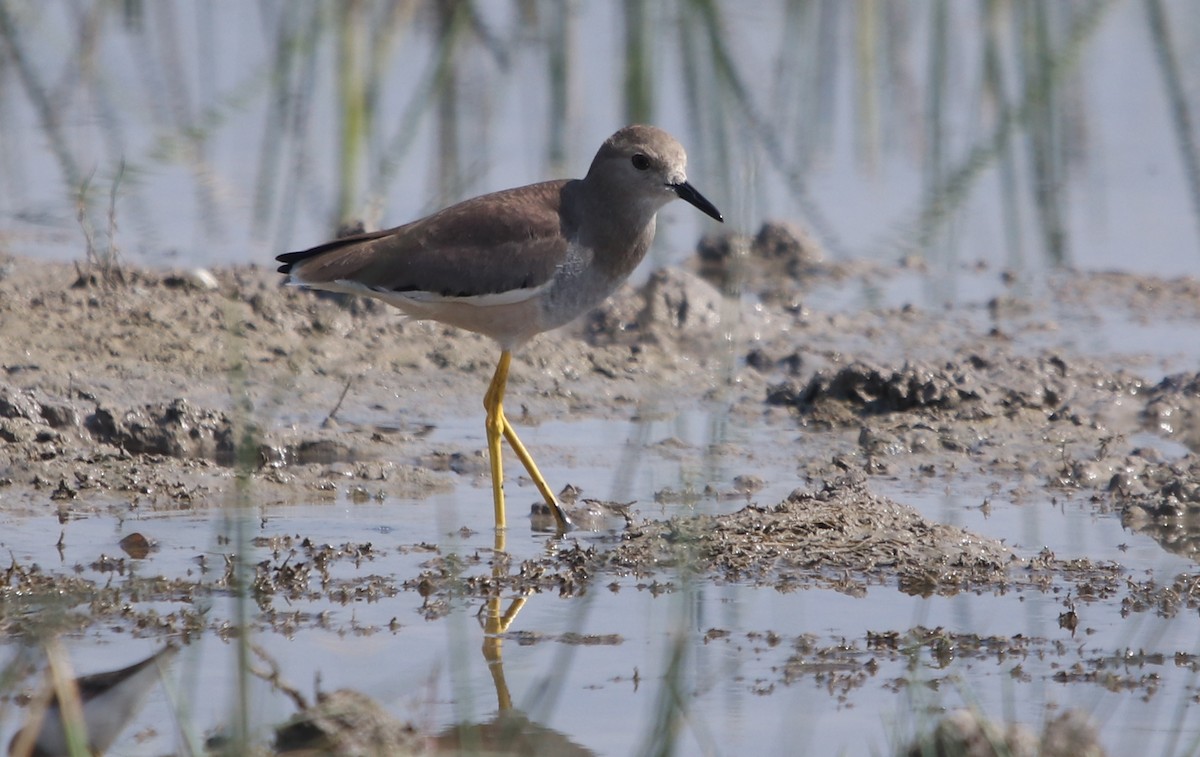 White-tailed Lapwing - Bhaarat Vyas