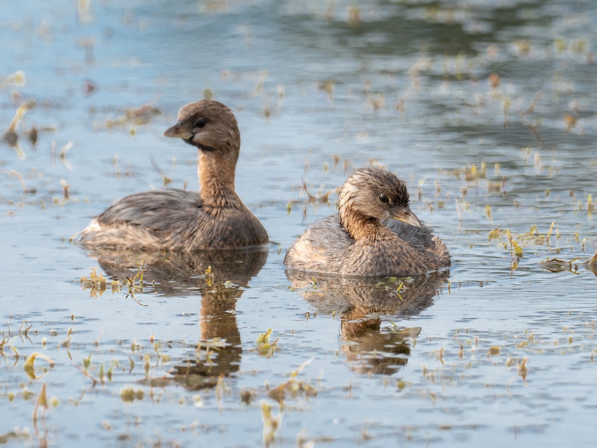 Pied-billed Grebe - Mollee Brown