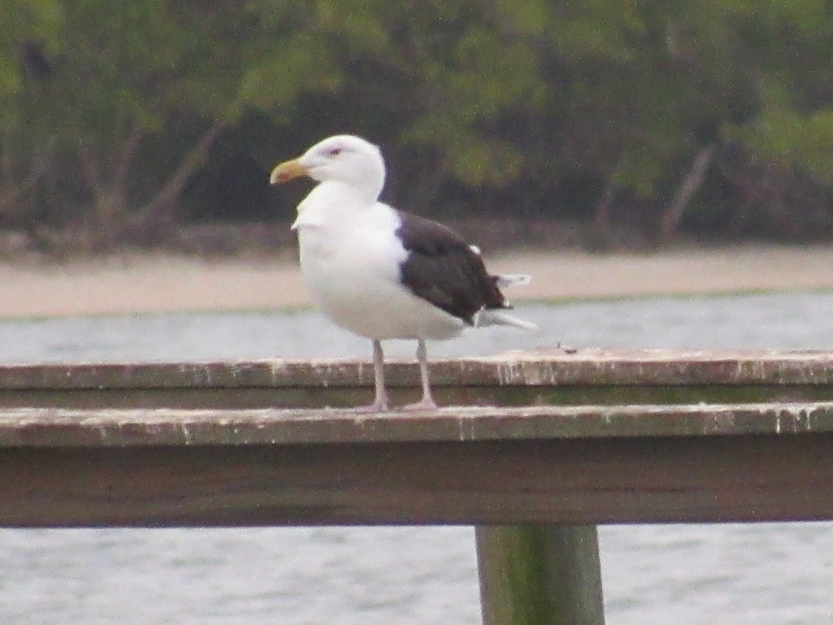 Great Black-backed Gull - ML203784911
