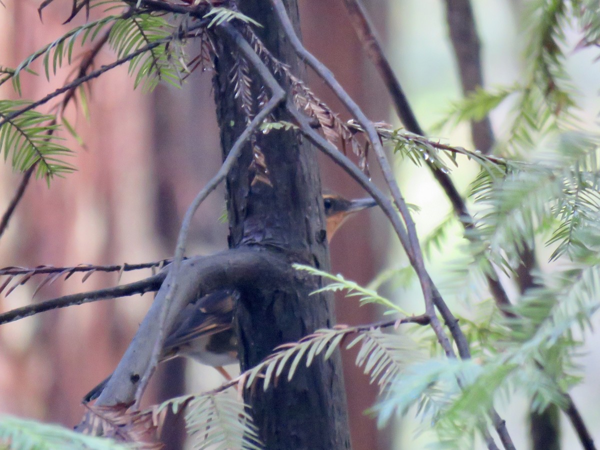 Varied Thrush - ML203786111