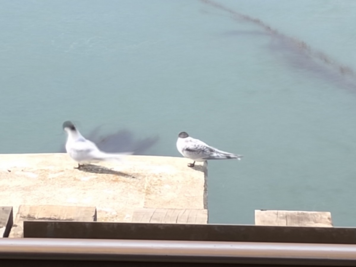 White-fronted Tern - ML203786881