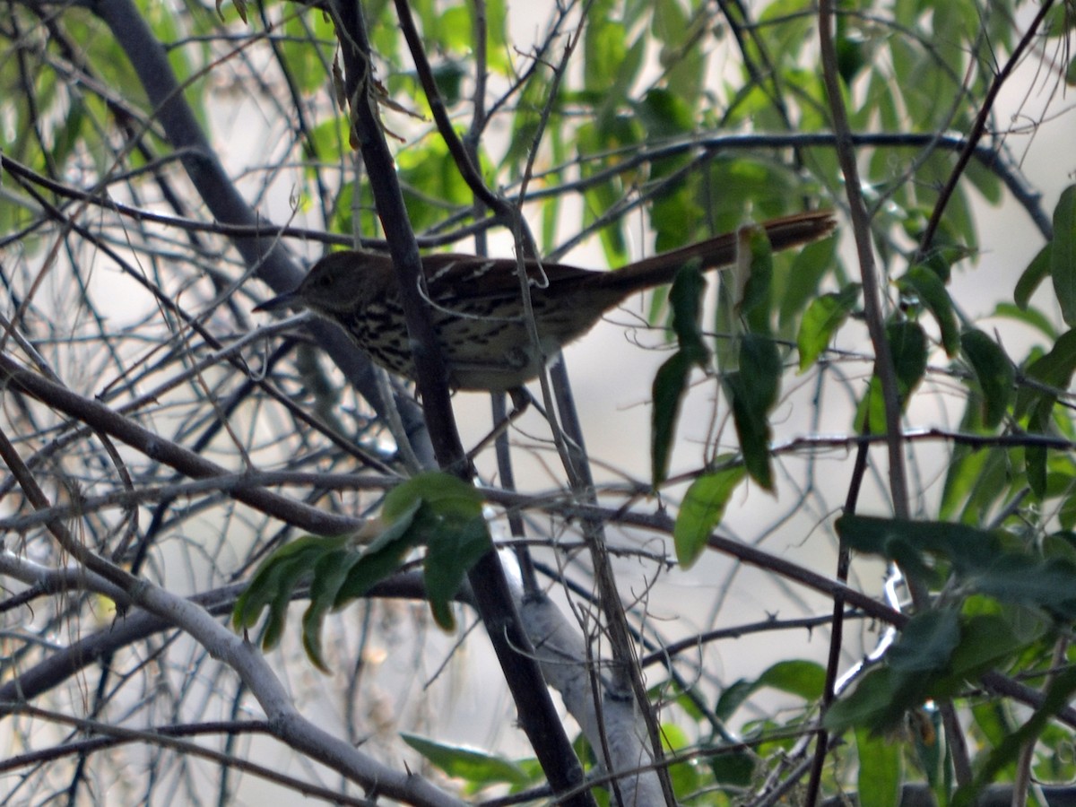 Brown Thrasher - Judy Matsuoka