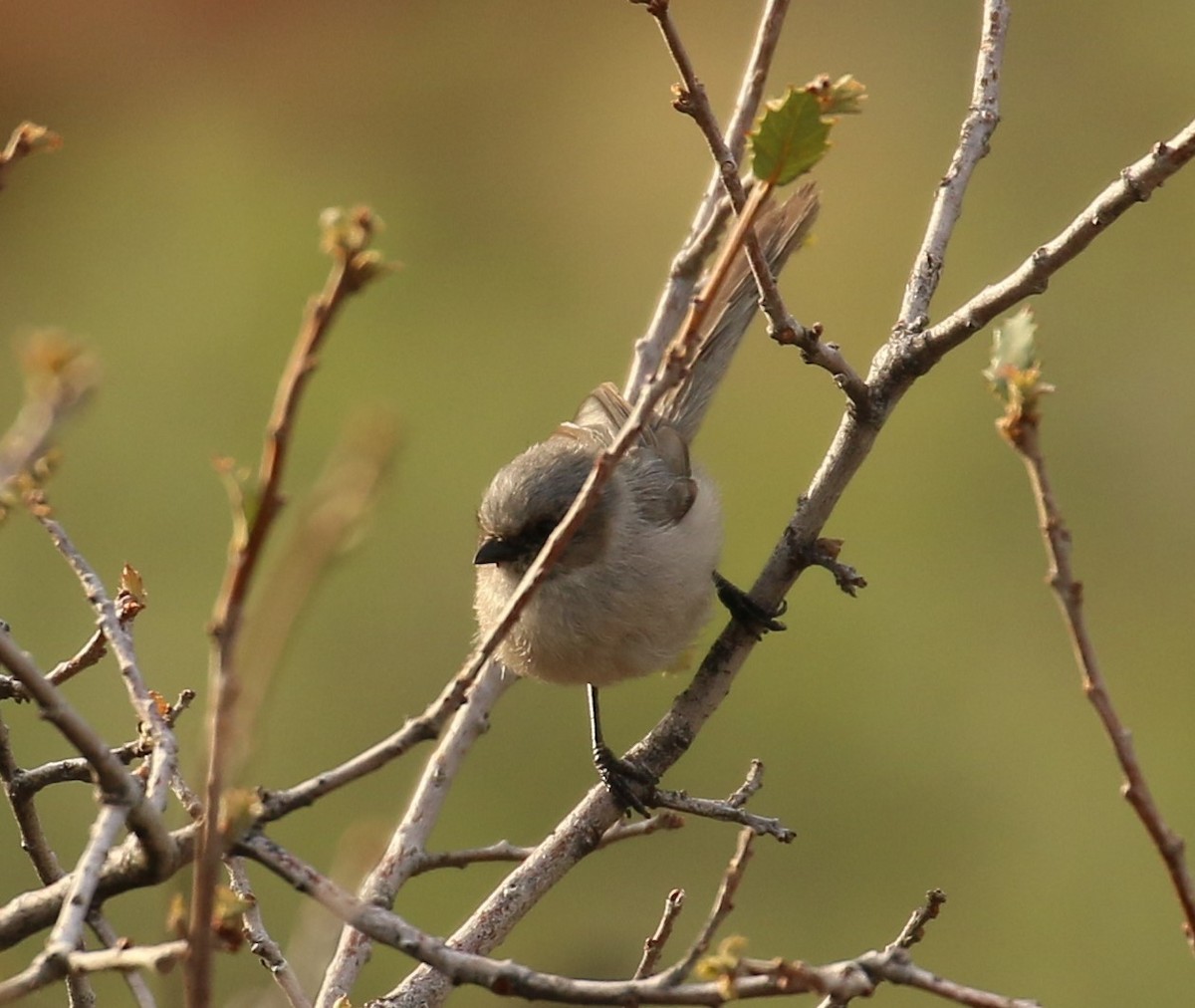 Bushtit - ML203791271