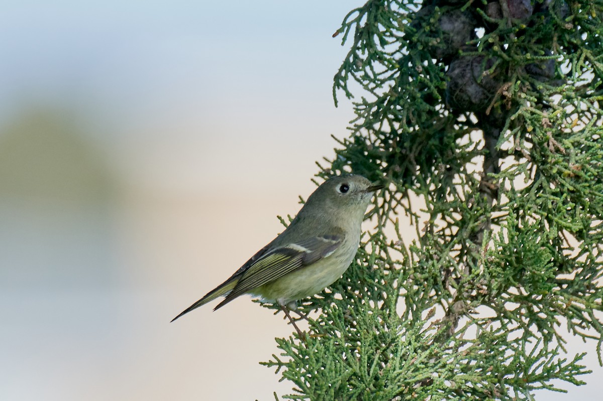 Ruby-crowned Kinglet - ML203792181